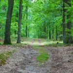 Wielkopolski Park Narodowy - Grabina