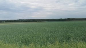Wielkopolski Park Narodowy - Pętla Komornicka